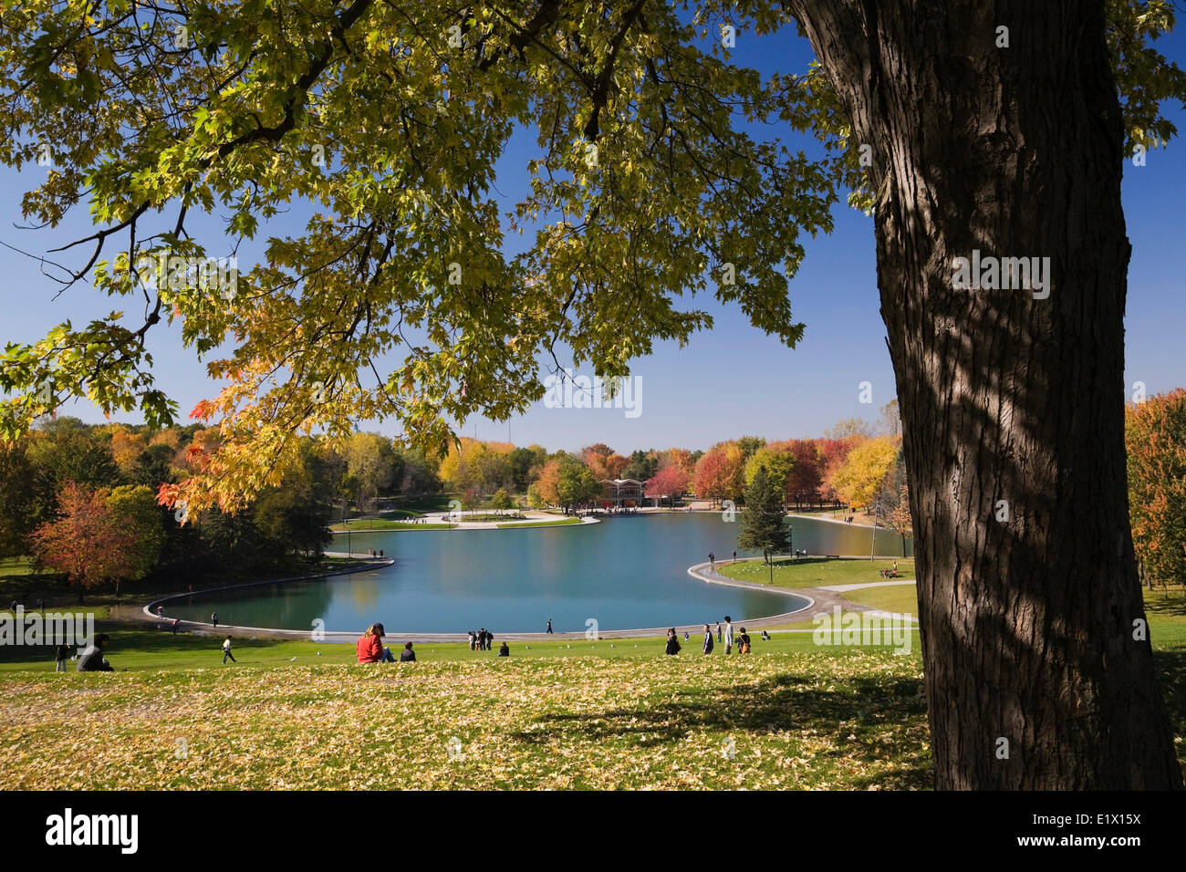 Lac des Castors (Beaver Lake) framed by a maple (Acer) tree on Mount Royal Park in Autumn, Montreal, Quebec, Canada Stock Photo