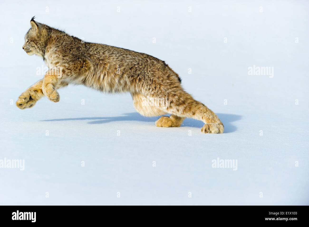 Captive Canadian Lynx (Lynx canadensis) Bozeman, Montana, USA Stock Photo