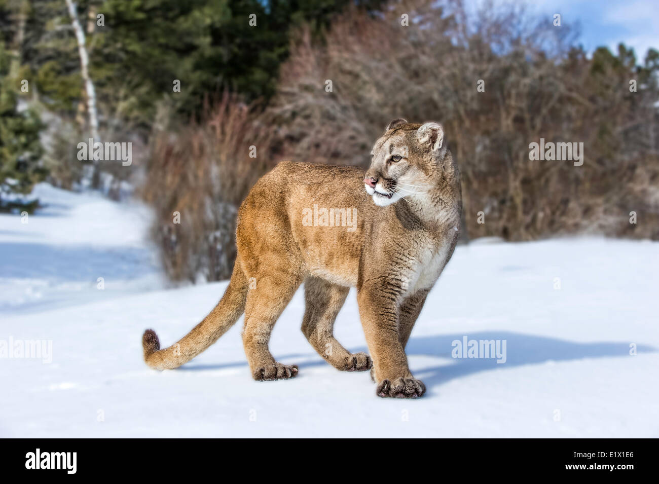 Captive Mountain Lion (Puma concolor couguar) in the snow Bozeman, Montana,  USA Stock Photo - Alamy