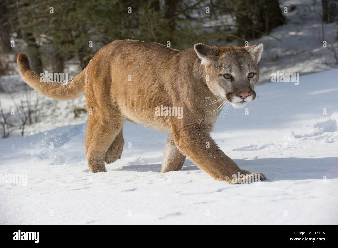 Captive Mountain Lion (Puma concolor couguar) in the snow Bozeman, Montana,  USA Stock Photo - Alamy