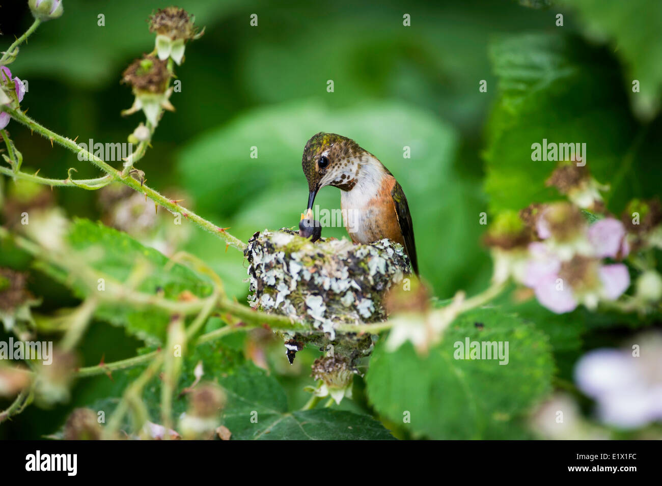 Rufous has two baby humming bird (selasphorus rufus) birds in the nest, Ladner, British Columbia Stock Photo