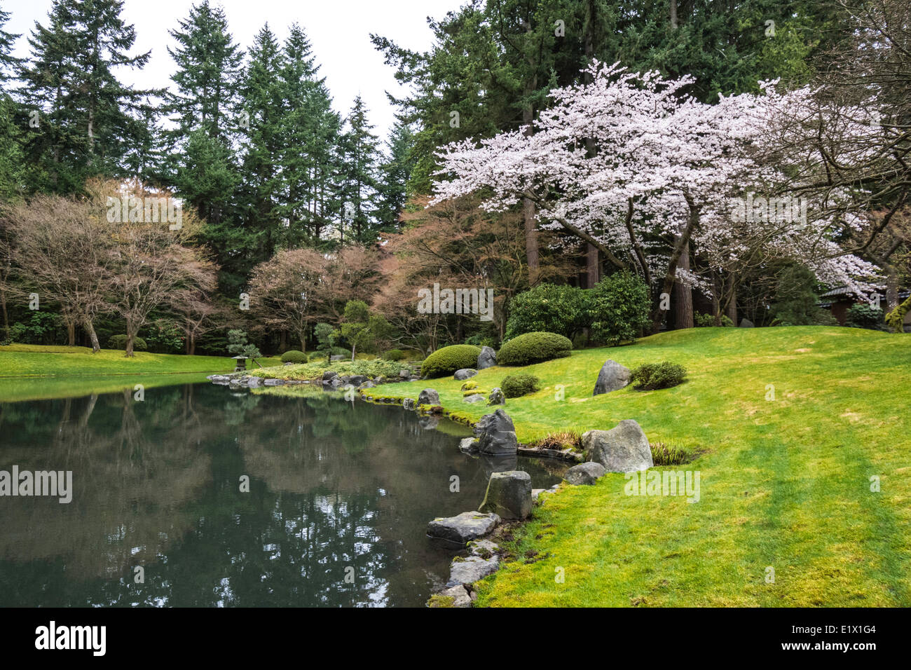 Pond Cherry Blossums In Nitobe Memorial Garden A Traditional