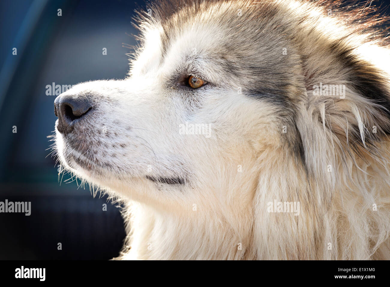 Canadian Dog High Resolution Stock Photography and Images Alamy