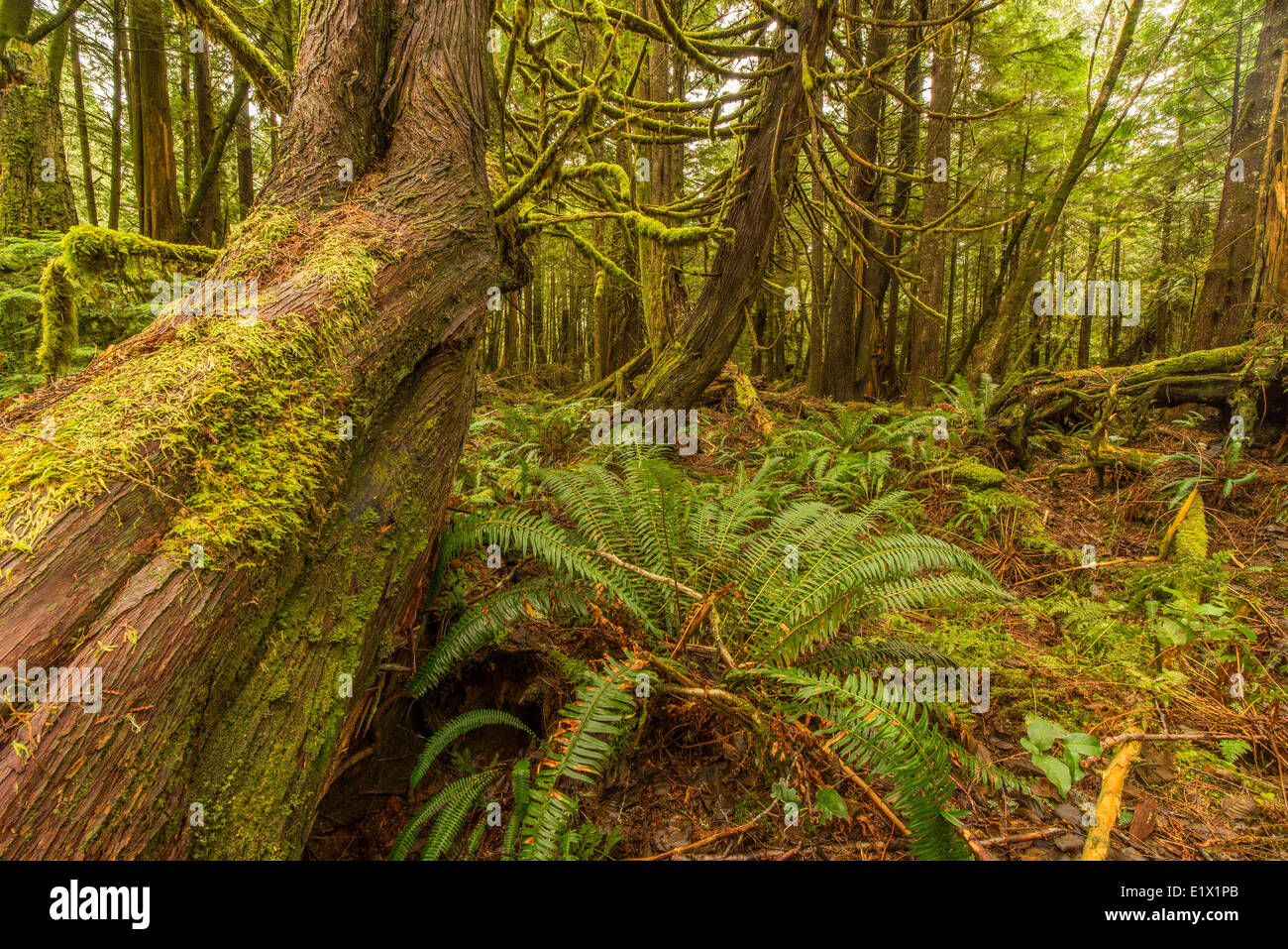 Cedar trees and foliage in Pacific Rim National Park, Vancouver Island, British Columbia, Canada. Stock Photo