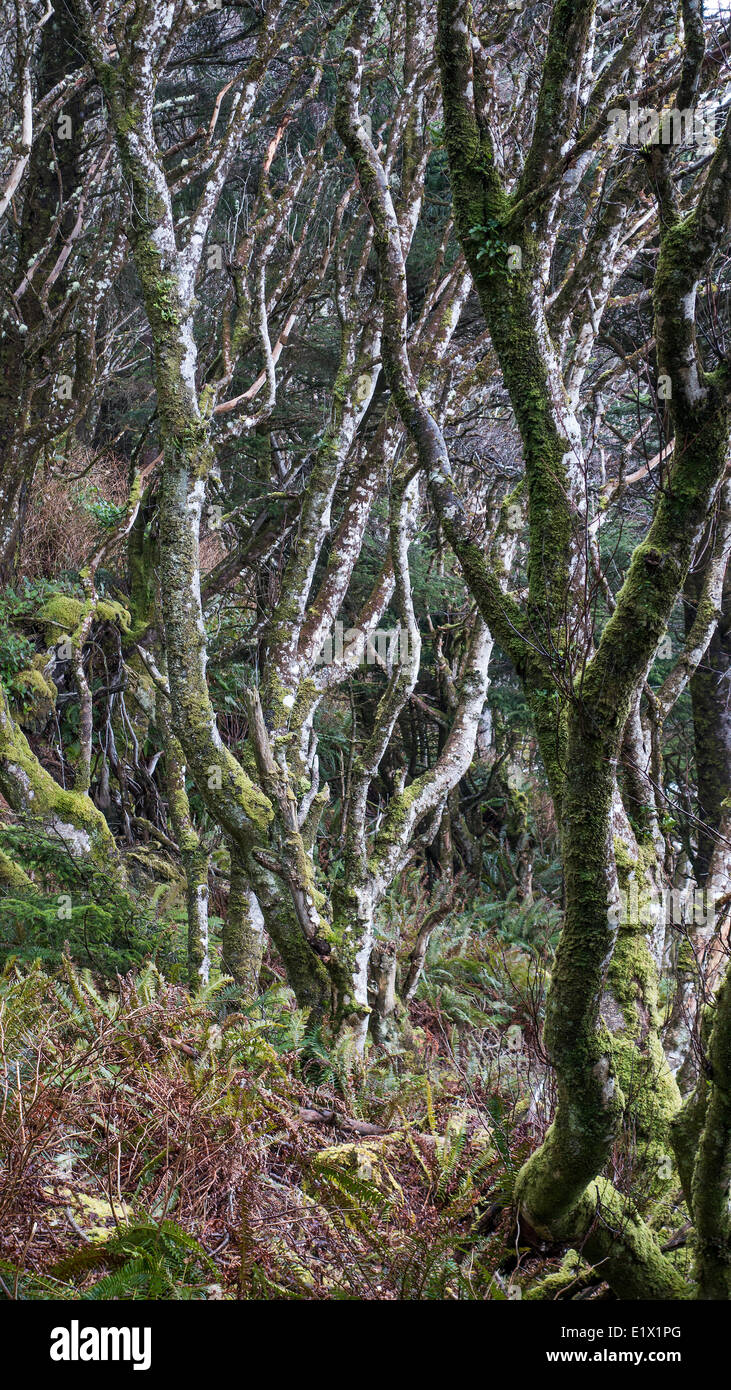 Cedar trees and foliage in Pacific Rim National Park, Vancouver Island, British Columbia, Canada. Stock Photo