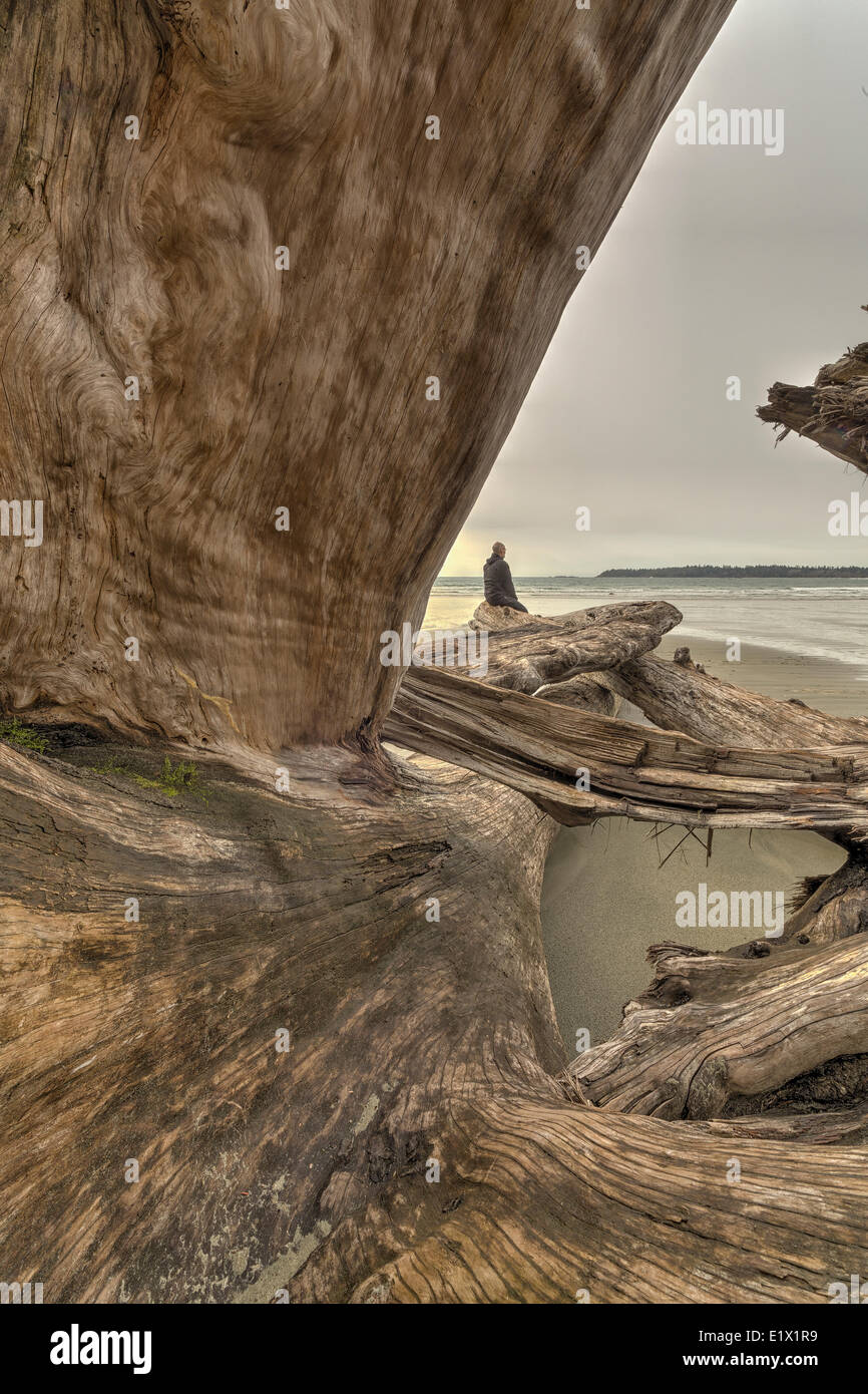 Looking through a large tree  that has washed up on the shores of Florencia Bay, Pacific Rim National Park, British Columbia, Ca Stock Photo