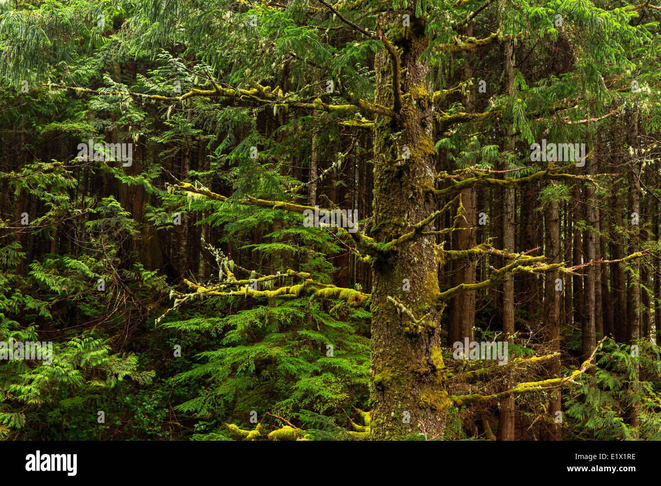 Trees and foliage around Tofino, British Columbia, Canada.. Douglas fir and cedar trees dominate the forest here. Stock Photo
