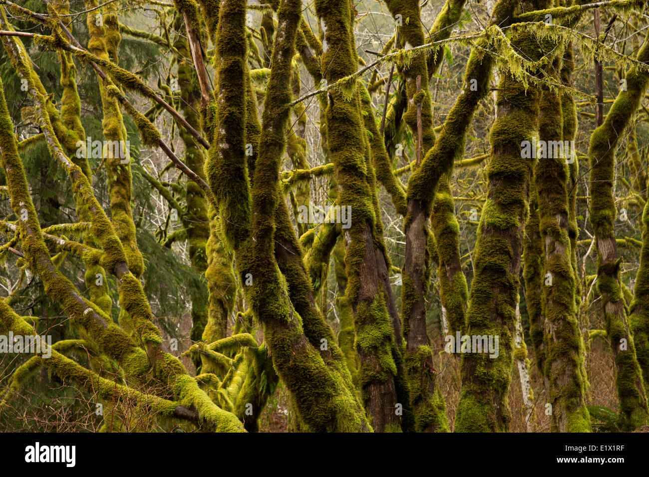 Moss covered alder trees in the temperature forests of Vancouver Island, Canada. Stock Photo