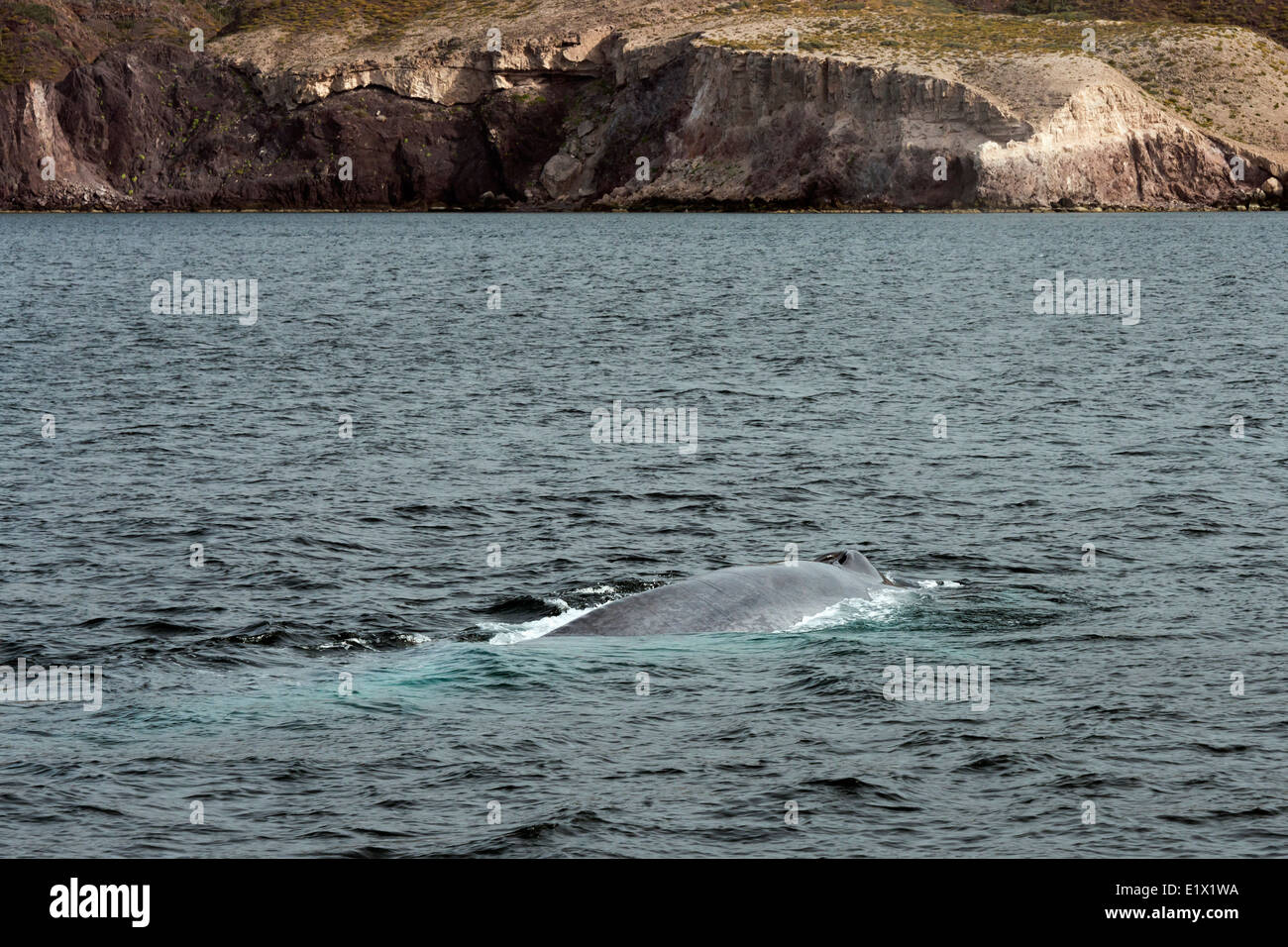 Blue whale surfacing off the coast of Isla Carmen, Sea of Cortez, Baja, Mexico Stock Photo