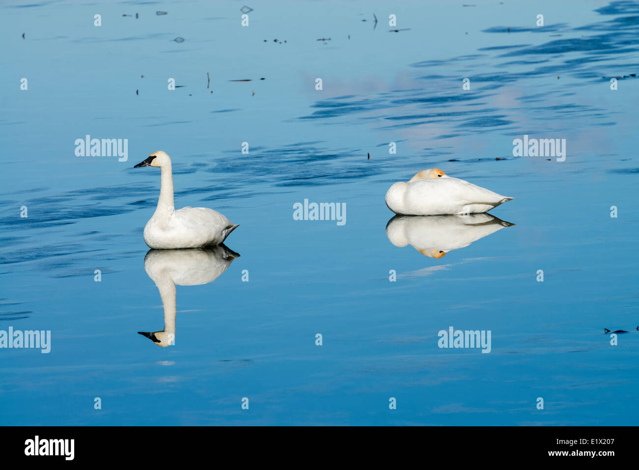 Two Trumpeter Swans Cygnus buccinator resting reflecting on frozen Skaha Lake in winter in Penticton British Columbia Canada. Stock Photo