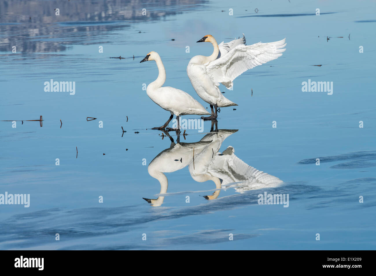 Two Trumpeter Swans, Cygnus buccinator, reflecting on frozen Skaha Lake in winter in Penticton, British Columbia, Canada. Stock Photo