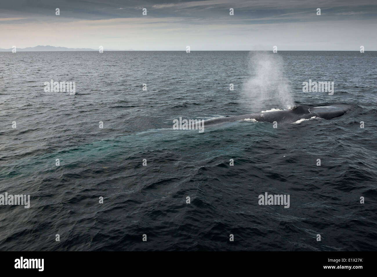 Blue whale spouting, Isla Carmen, Sea of Cortez, Baja, Mexico Stock Photo