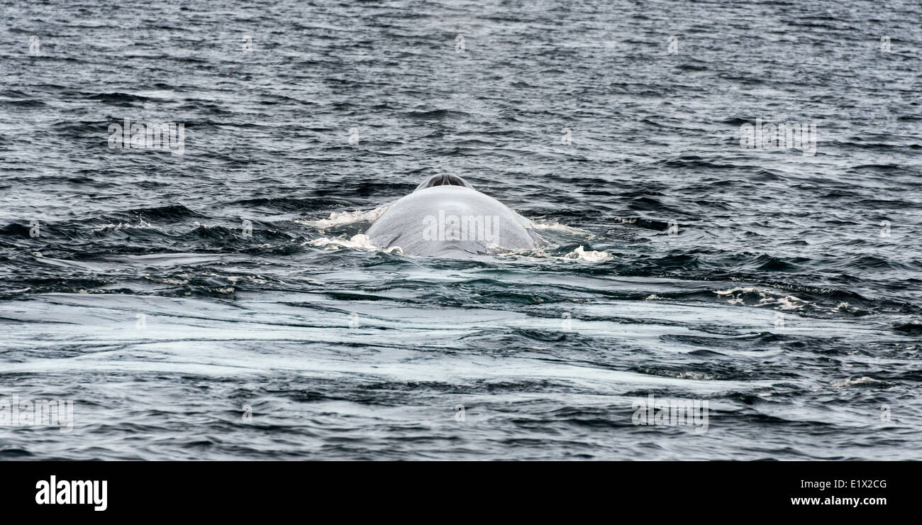 Blue whale diving and leaving footprint, Isla Carmen, Sea of Cortez ...