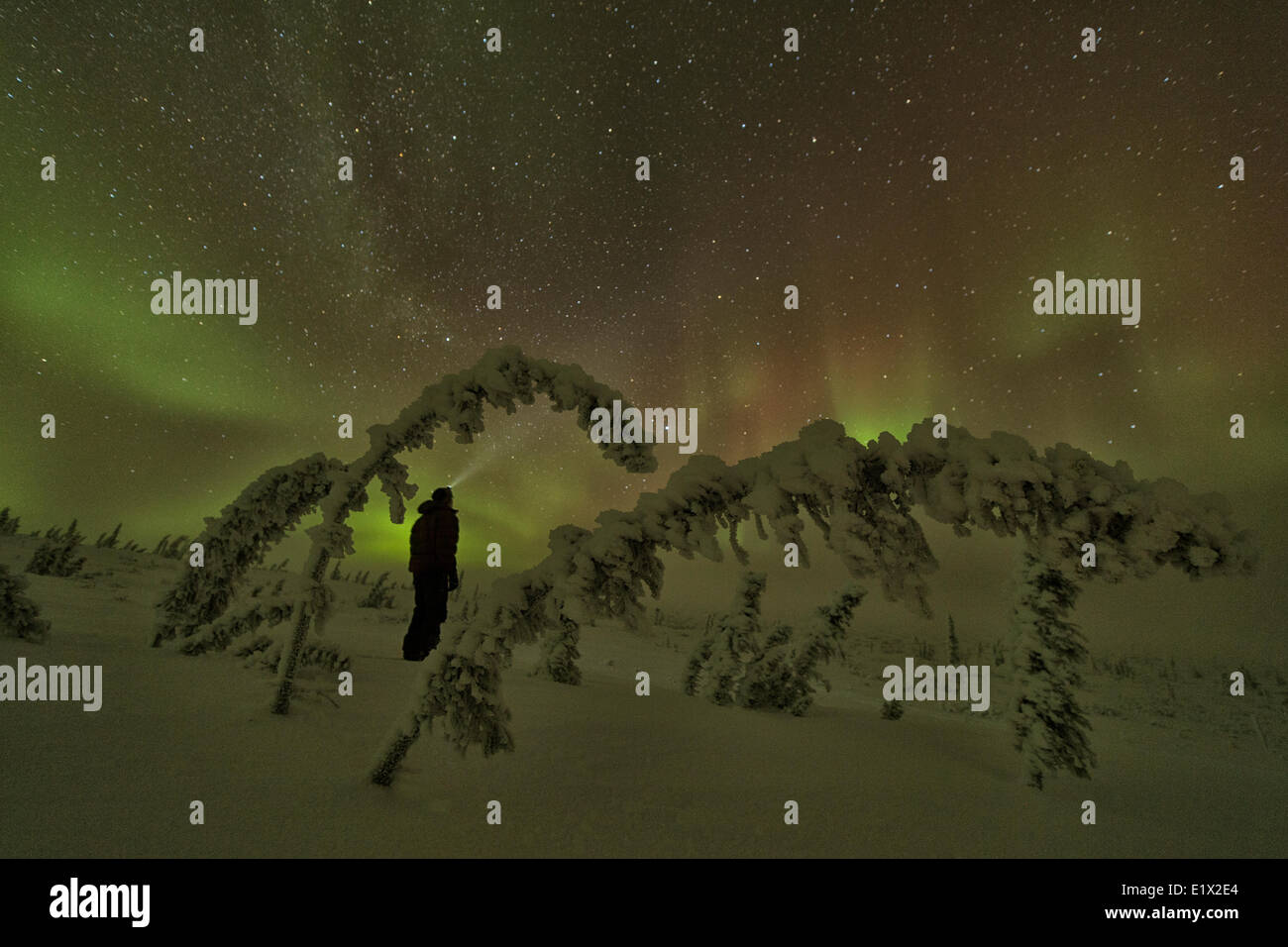 Person standing in the snow framed by trees while the aurora borealis ...