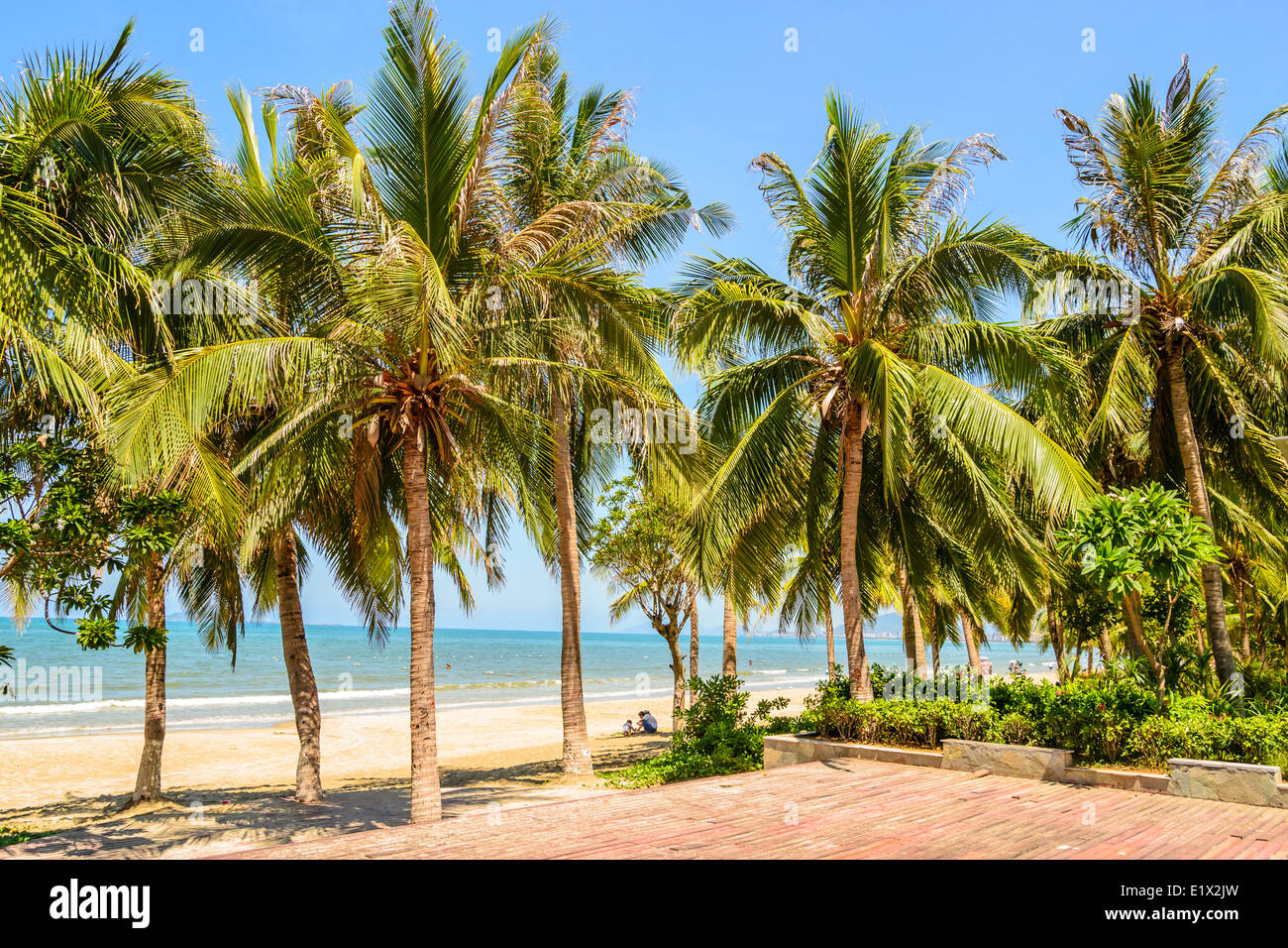 coconut grove on the beach Stock Photo Alamy