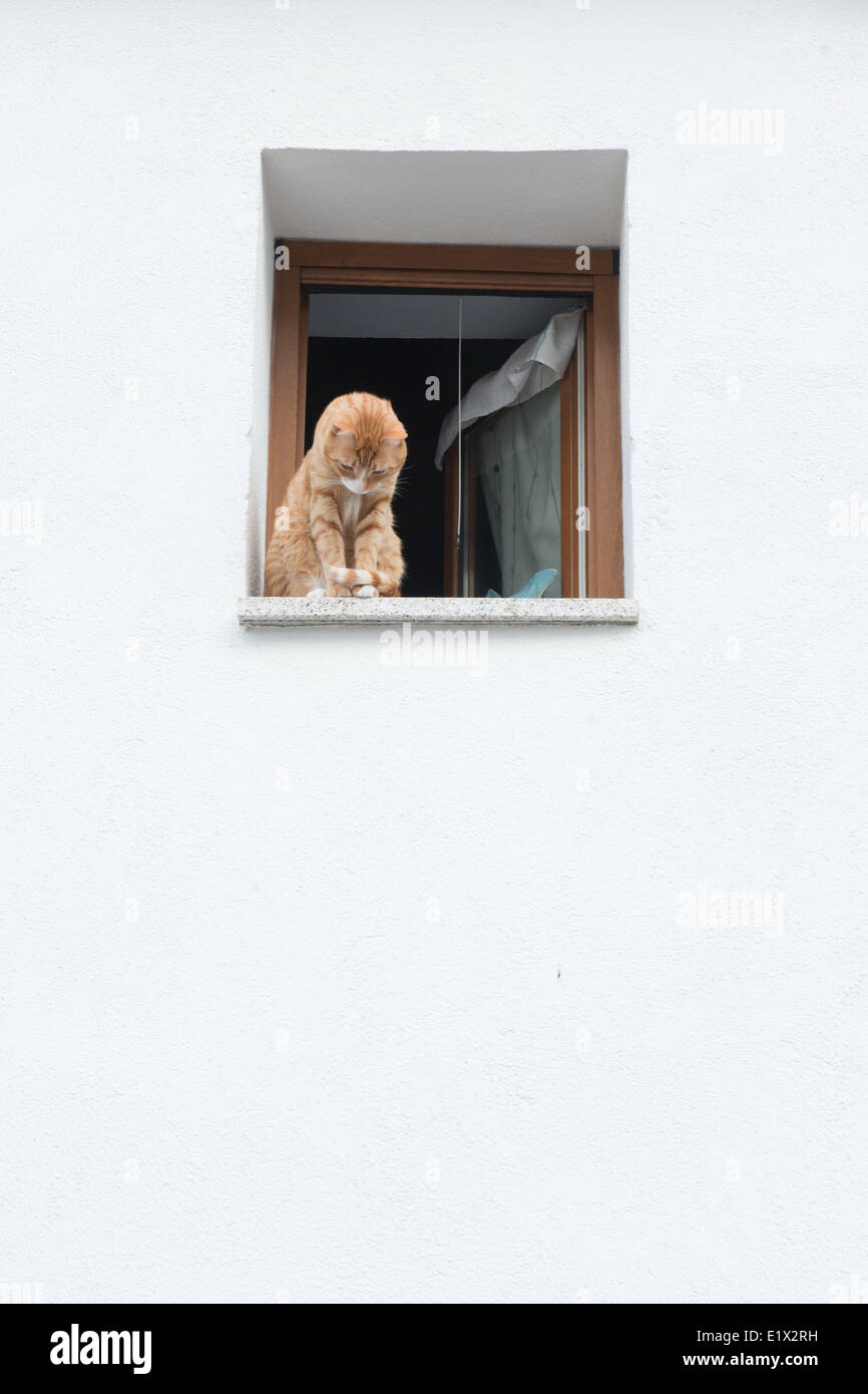 Cat on a window looking down Stock Photo Alamy