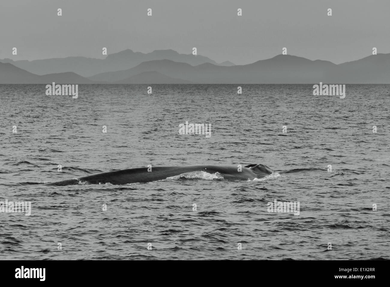 Whale Blow Hole High Resolution Stock Photography and Images - Alamy