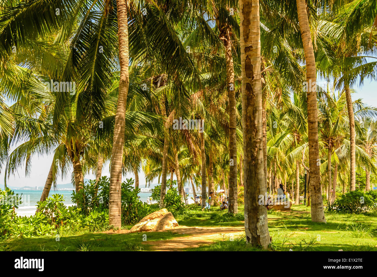 coconut grove on the beach Stock Photo Alamy