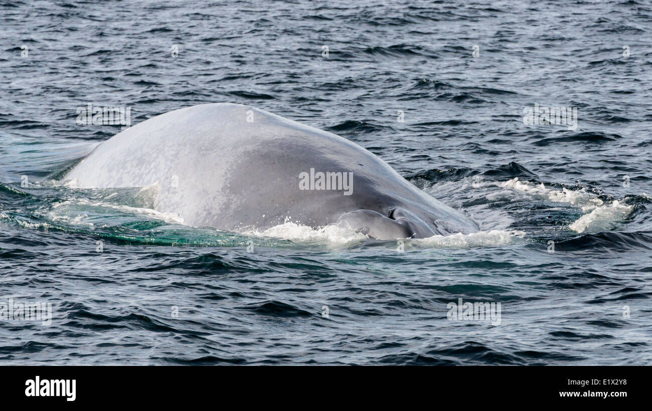 Blue whale, blow hole hi-res stock photography and images - Alamy
