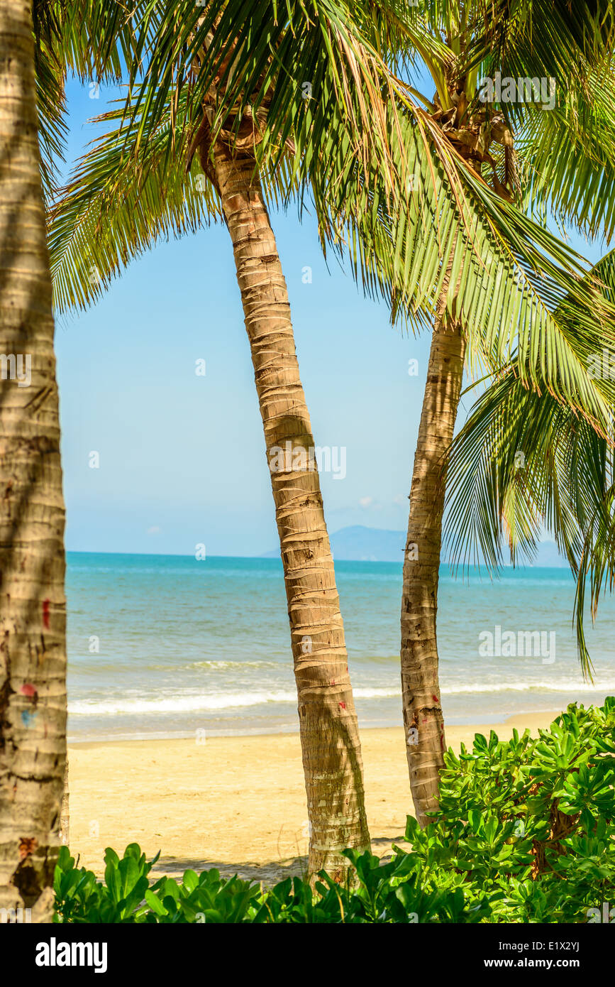 coconut grove on the beach Stock Photo Alamy