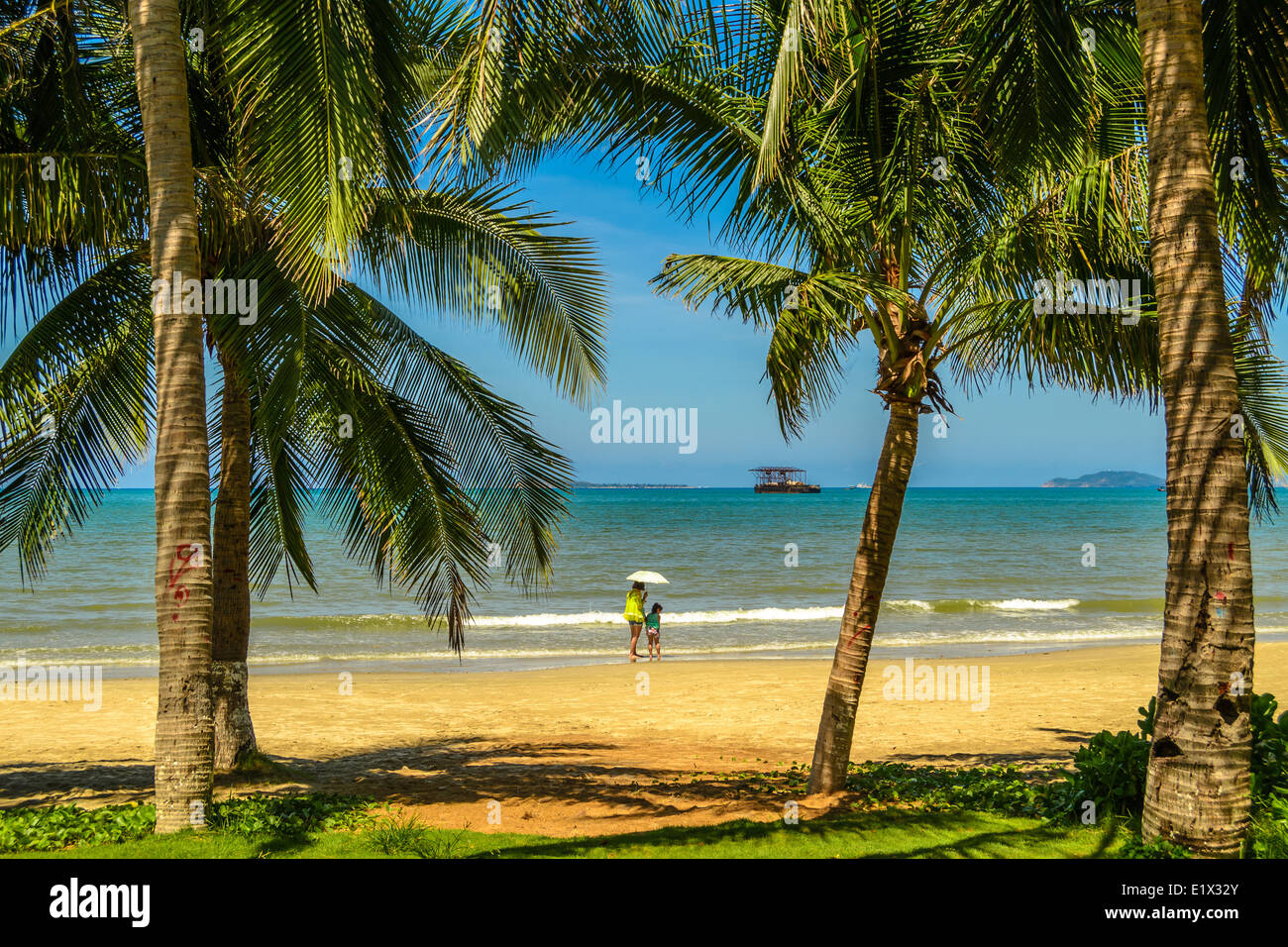 coconut grove on the beach Stock Photo Alamy