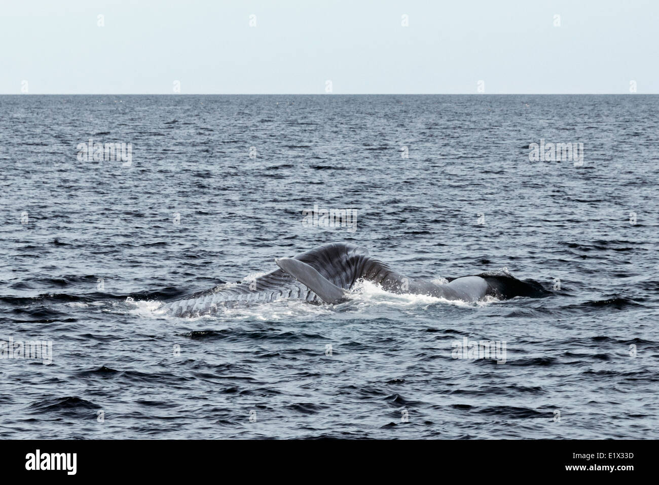 Blue whale filter feeding, Sea of Cortez, Baja, Mexico Stock Photo