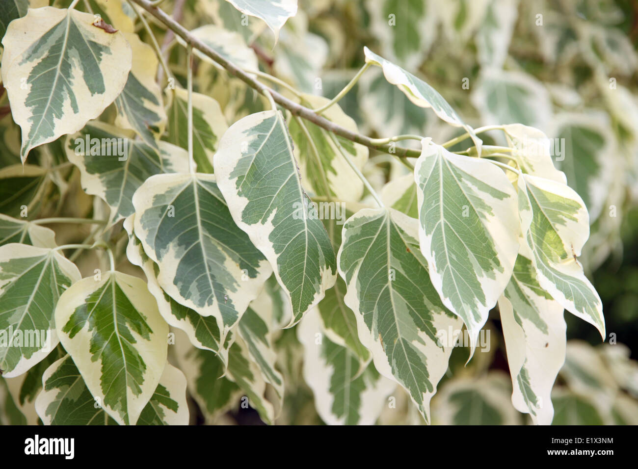Euonymus fortunei,The tree of two color on leaves in flower garden. Stock Photo