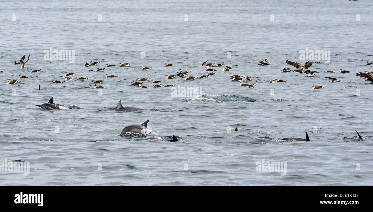 Long-beaked Common dolphins joining feeding frenzy, Sea of Cortez, Baja, Mexico Stock Photo