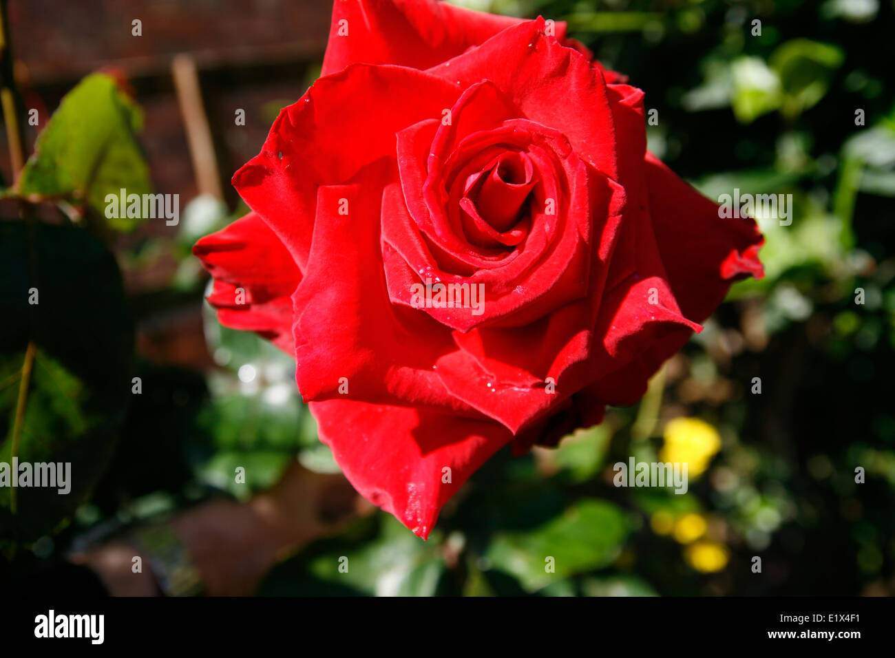 Rose ruby wedding hi-res stock photography and images - Alamy