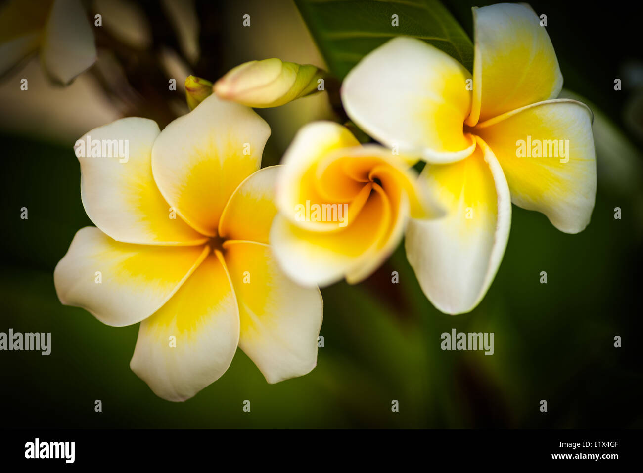 4 petals and 6 petals white plumeria flowers,this is a genetic variation,the vast majority of frangipani flowers are five petals Stock Photo