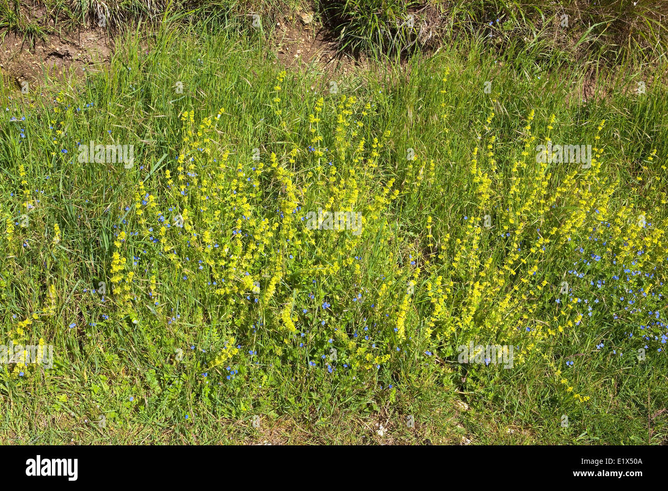 Crosswort,  Galium cruciata and speedwell, Veronica chamaedrys, flowering on a grassy bank on the Yorkshire wolds in summer. Stock Photo