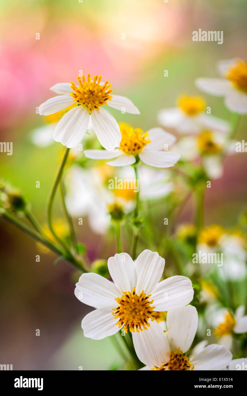 bidens alba flowers Stock Photo
