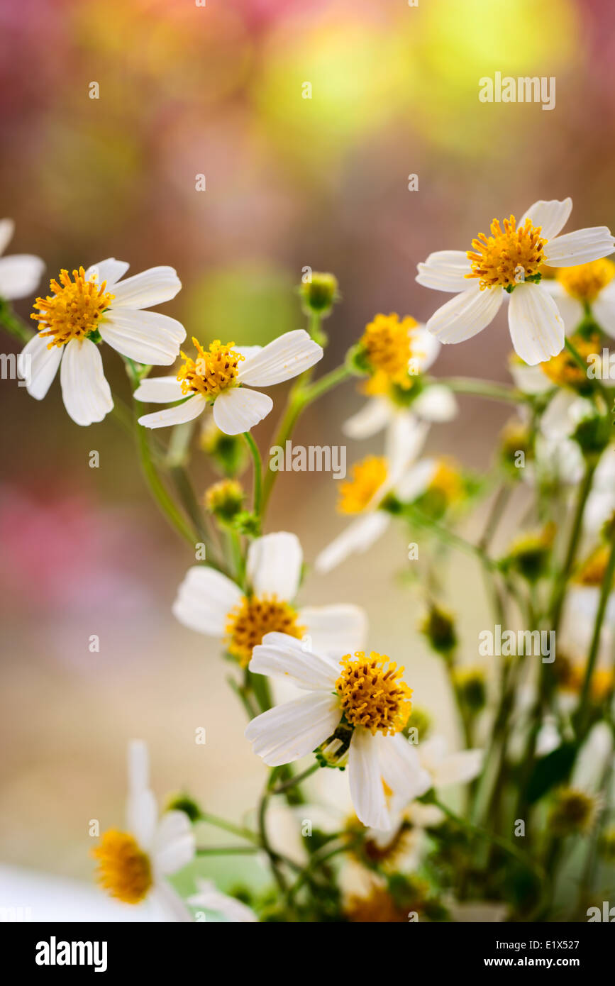 bidens alba flowers Stock Photo