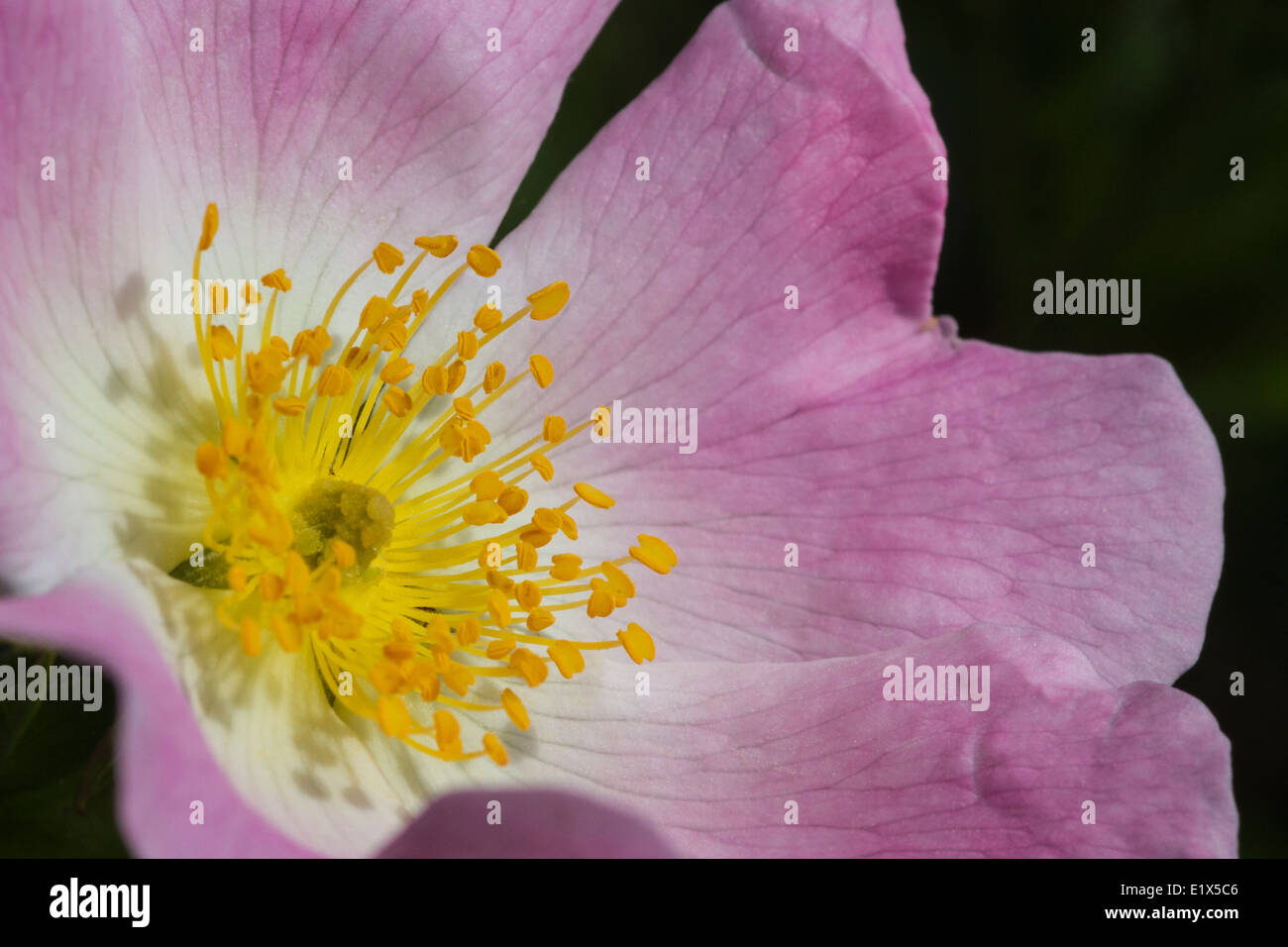 England dog rose hires stock photography and images Alamy
