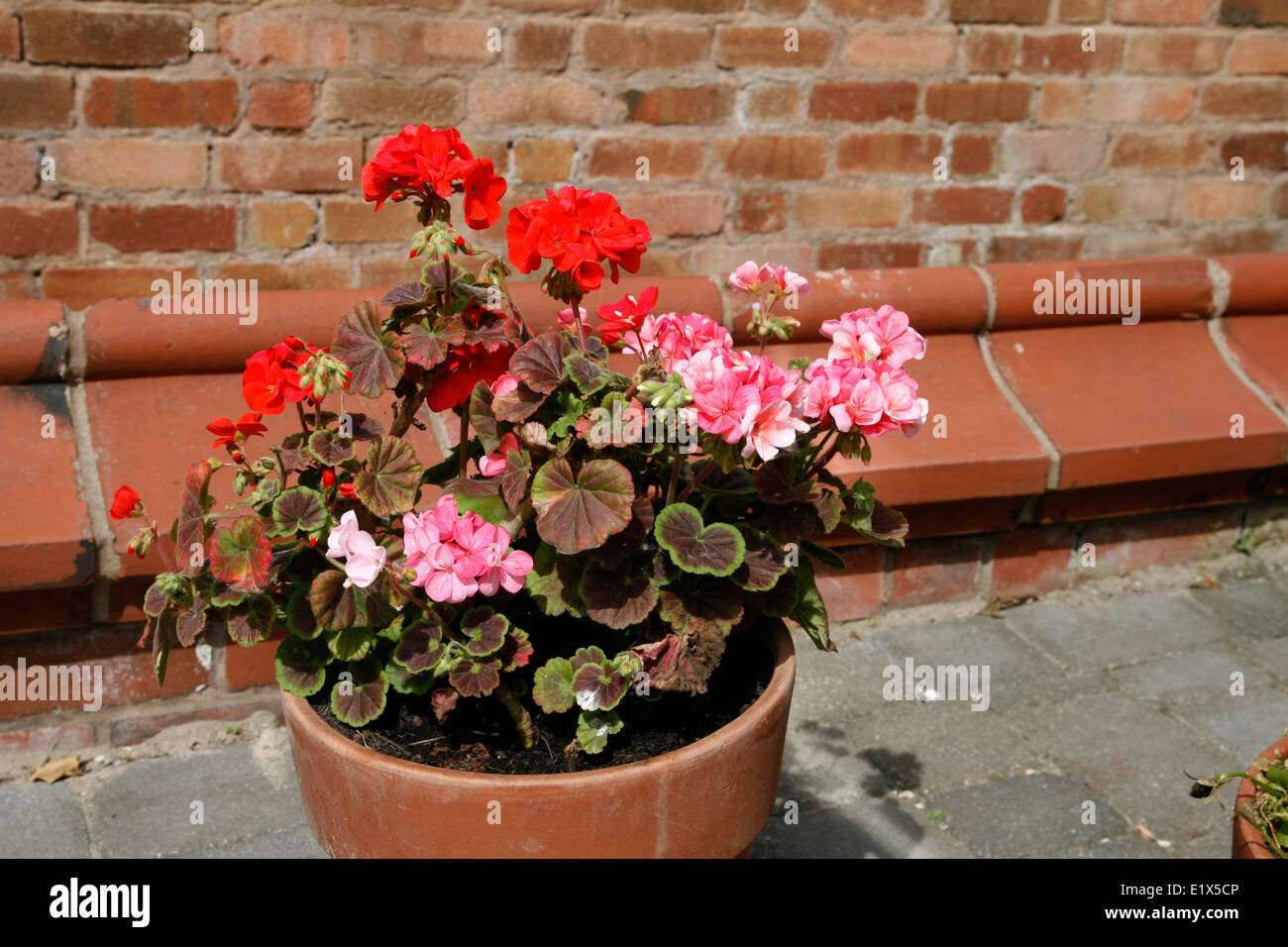 Geraniums in Pot Worcester Worcestershire England UK Stock Photo Alamy