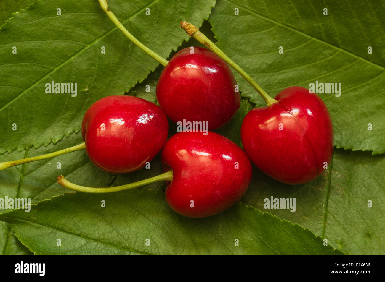 Four red cherries sitting on green cherry leaves Stock Photo