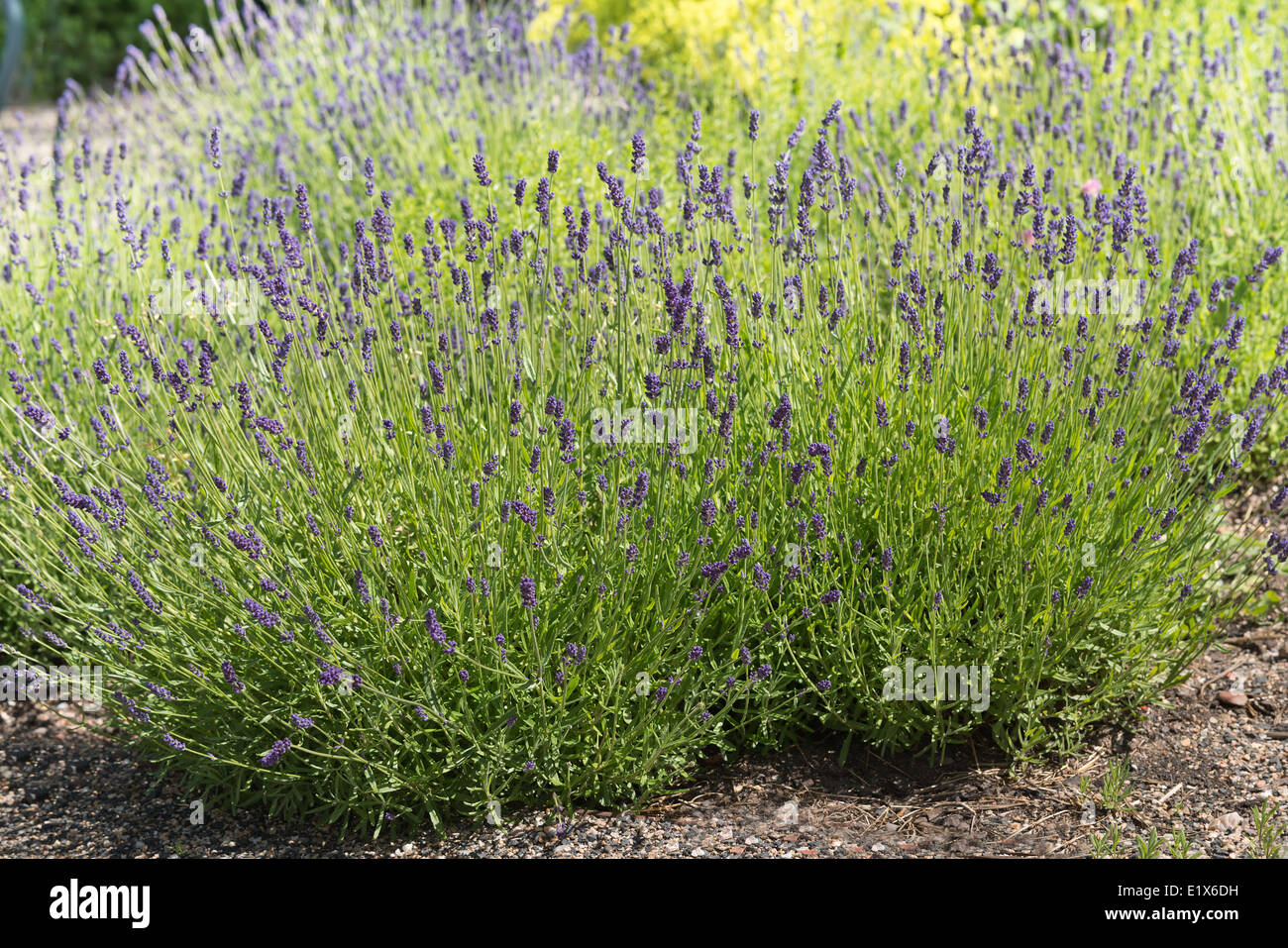 a plant of Lavender in the garden Stock Photo