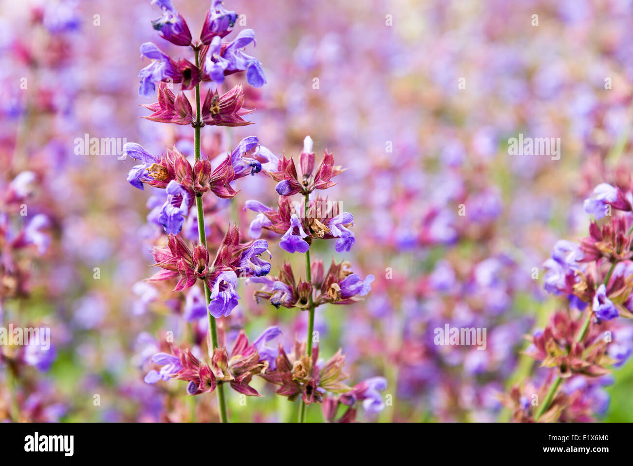 a plant of Salvia in the garden Stock Photo