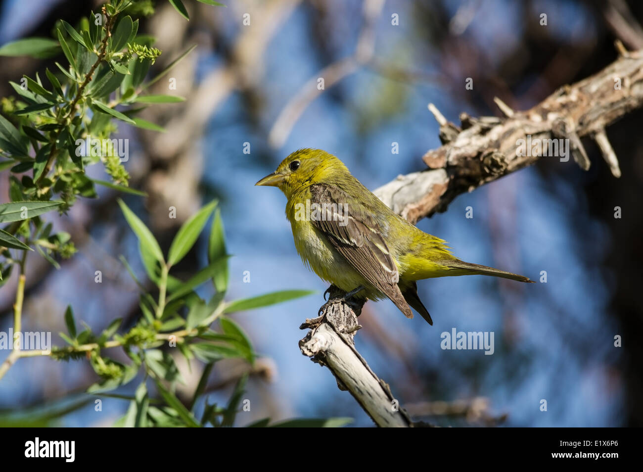 female western tanager bird perched on a branch Stock Photo