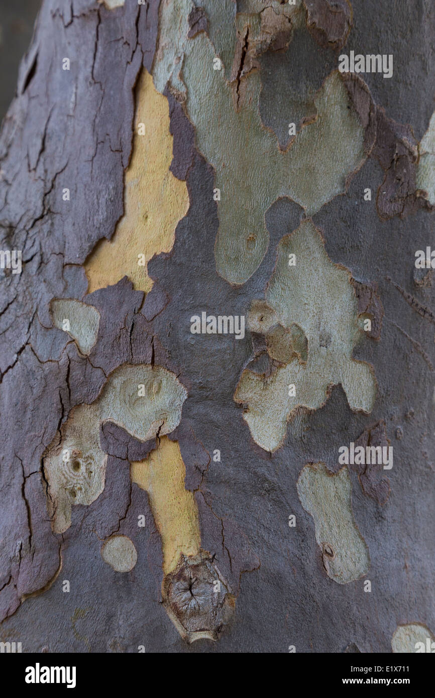 Peeling plane tree bark on trunk in Alte, The Algarve, Portugal Stock Photo