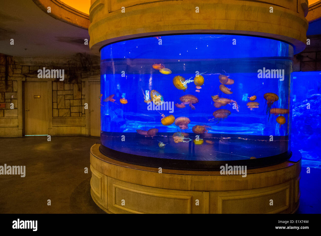 Plippi Toys Mandalay Bay Reef Aquarium In Las Vegas. #mandalaybay