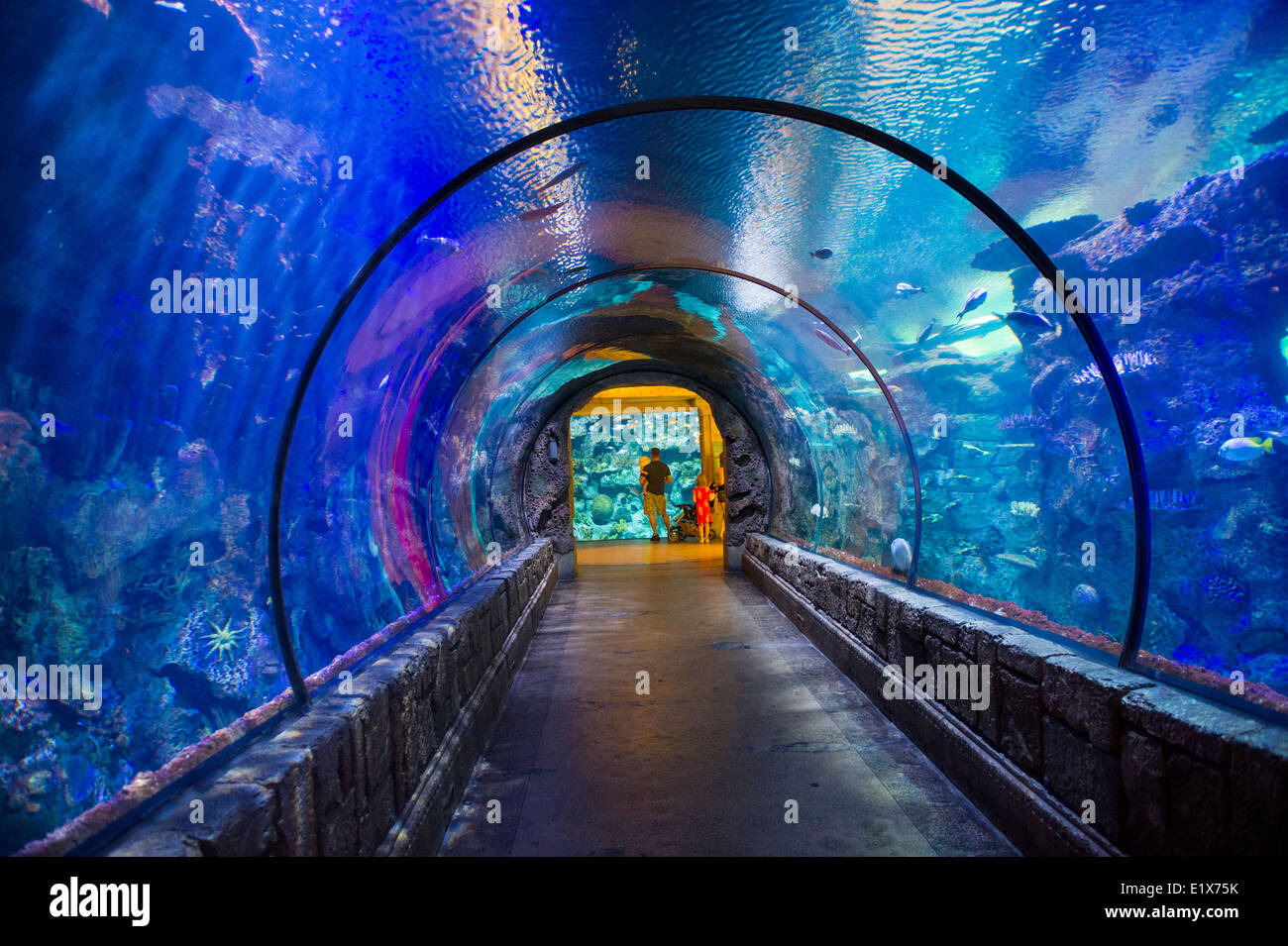 The Shark Reef Aquarium at Mandalay Bay hotel and casino in Las Vegas Stock  Photo - Alamy