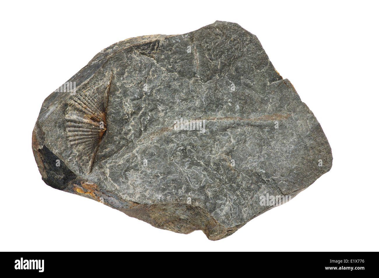 macro image of fossil brachipod in a Marcellus shale rock isolated on white Stock Photo