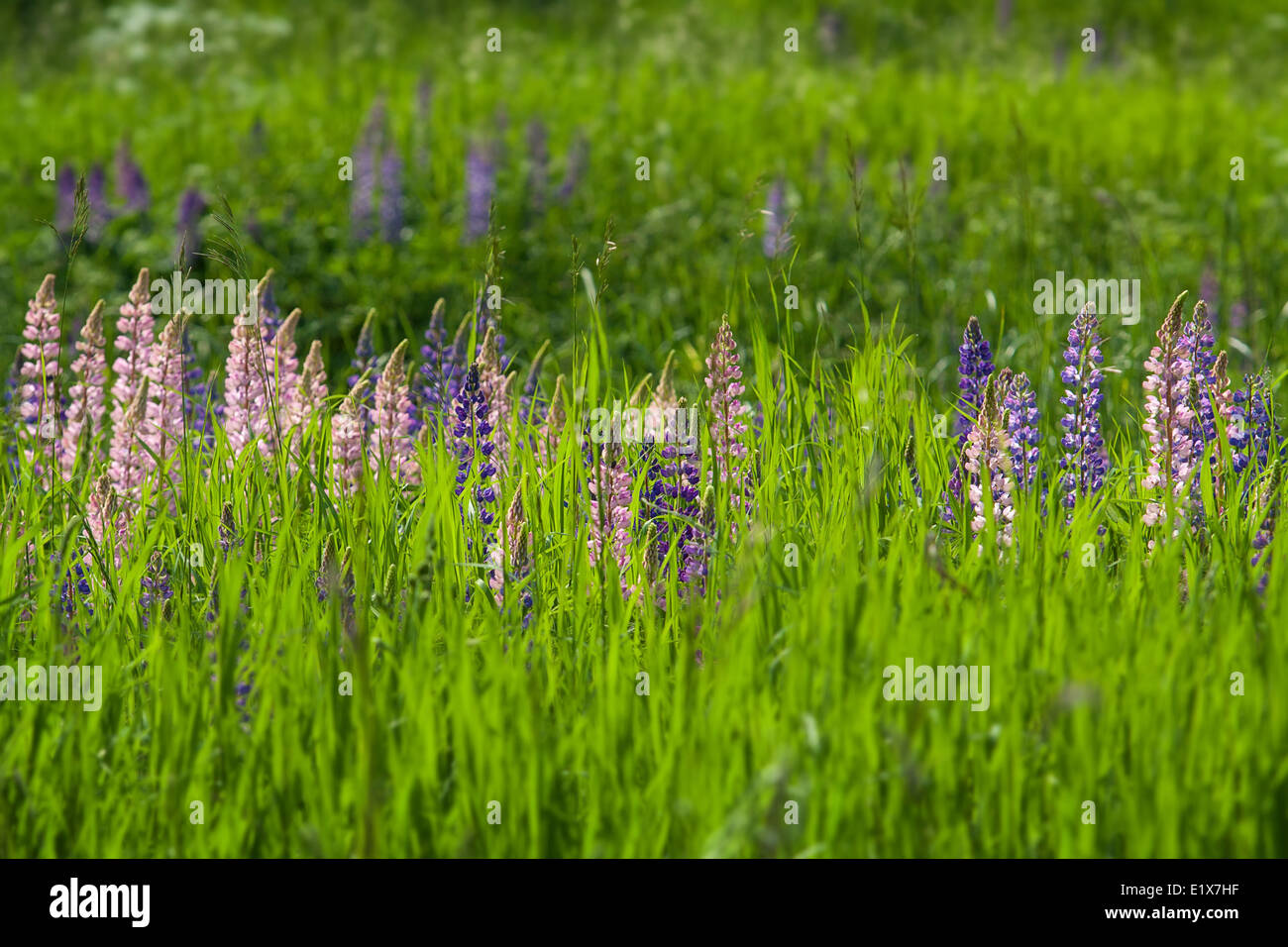 Wild Lupines growing on the summer meadow Stock Photo