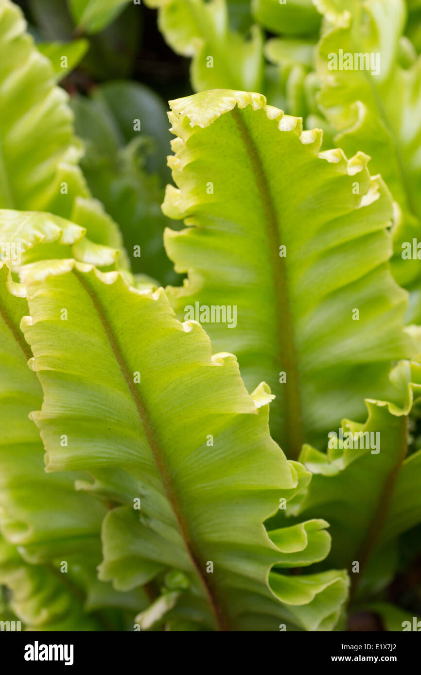 Crimped edge foliage of the hart's tongue fern variety, Asplenium scolopendrium 'Crispum Whitehead' Stock Photo