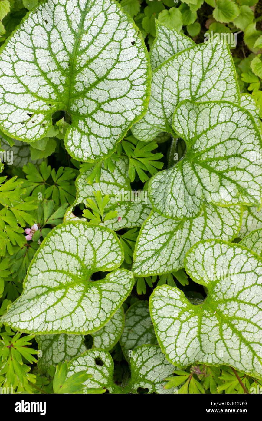 Silver frosting on the large oval leaves of Brunnera macrophylla 'Jack Frost' Stock Photo