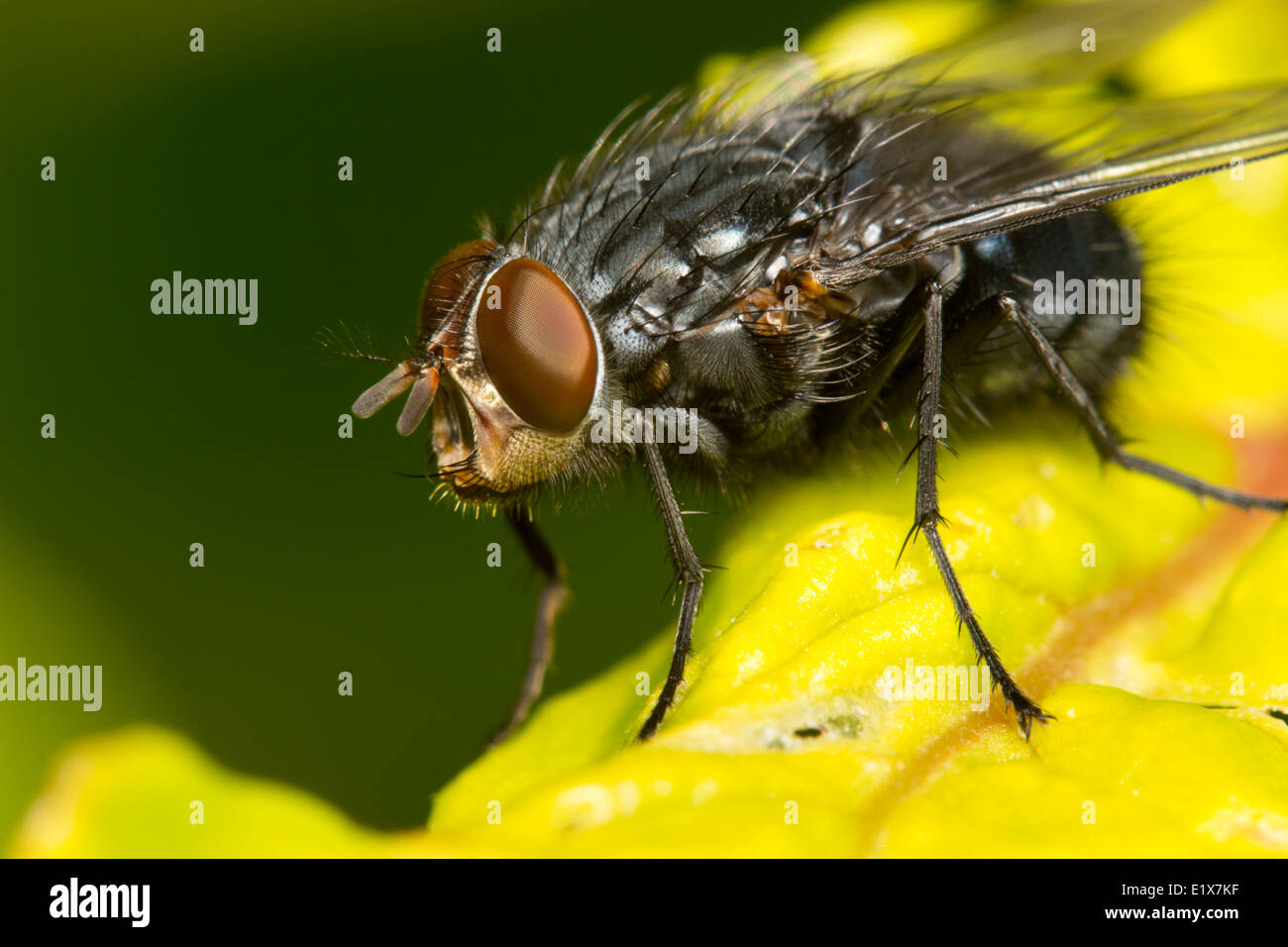 Calliphora vicina, a bluebottle blowfly male fly Stock Photo