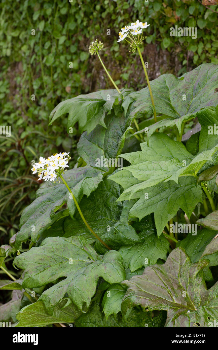 Small heads of white flowers overtop the broad leaves of the woodlander, Diphylleia cymosa Stock Photo