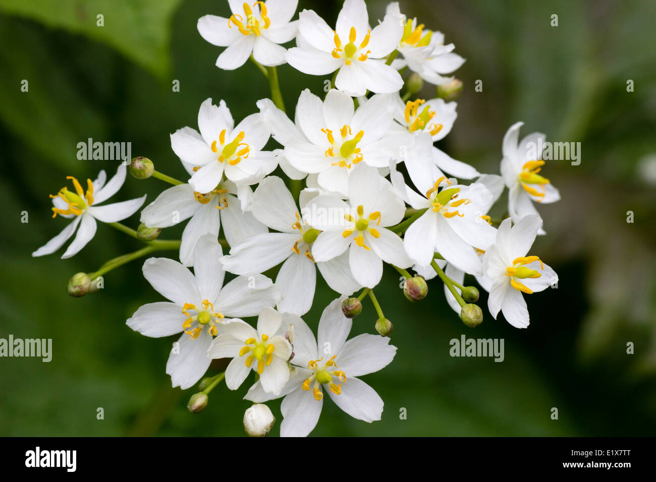 Close up of the white flowers of the broad leafed woodland plant, Diphylleia cymosa Stock Photo