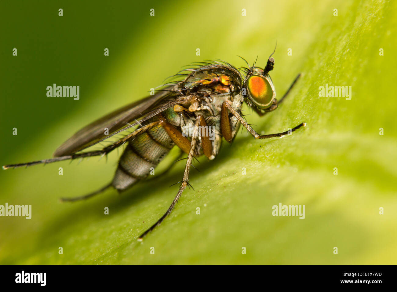 Macro insect shot of a female long legged fly, Dolichopus ungulatus Stock Photo